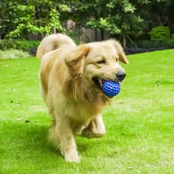 The Perfect Toy for Your Energetic Pet