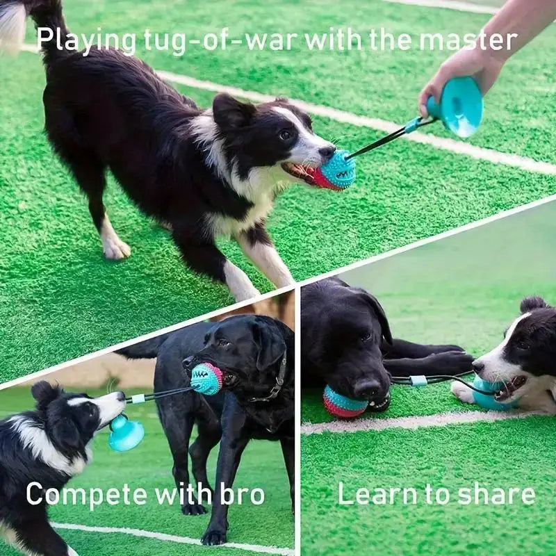 Pet suction dog toy ball