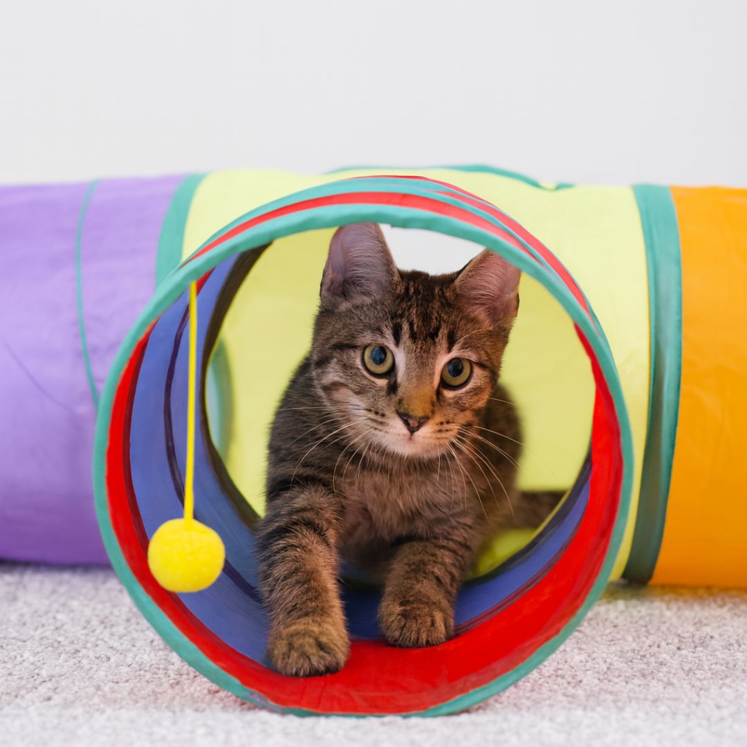 Cross-border dog/cat tunnel